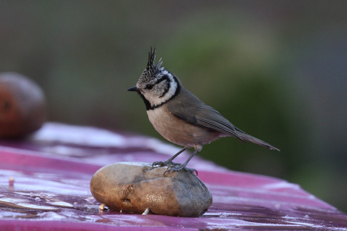 Crested Tit - ML195369161