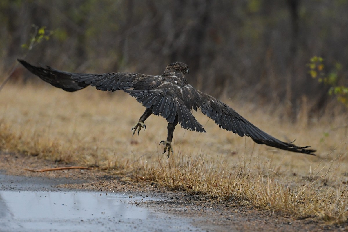 Aigle de Wahlberg - ML195370031