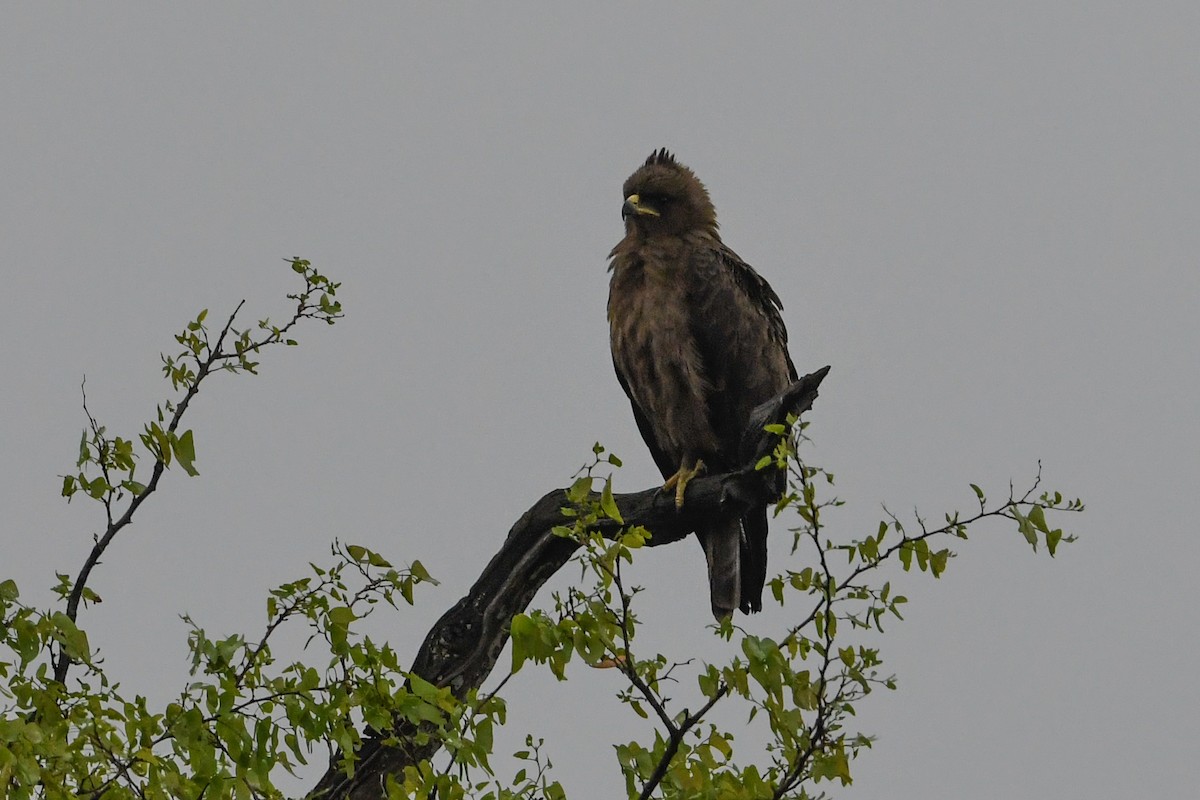 Aigle de Wahlberg - ML195370141