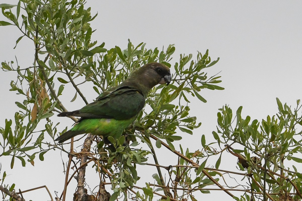 Braunkopfpapagei - ML195371351