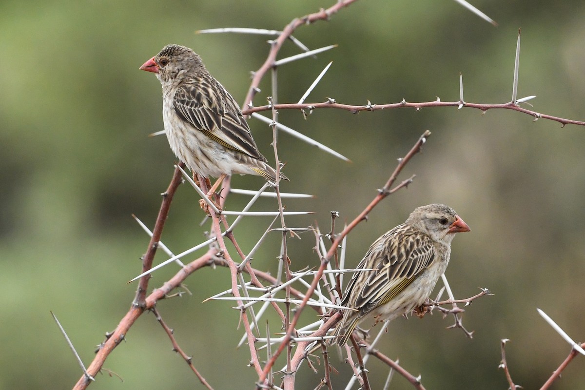 Red-billed Quelea - ML195371431