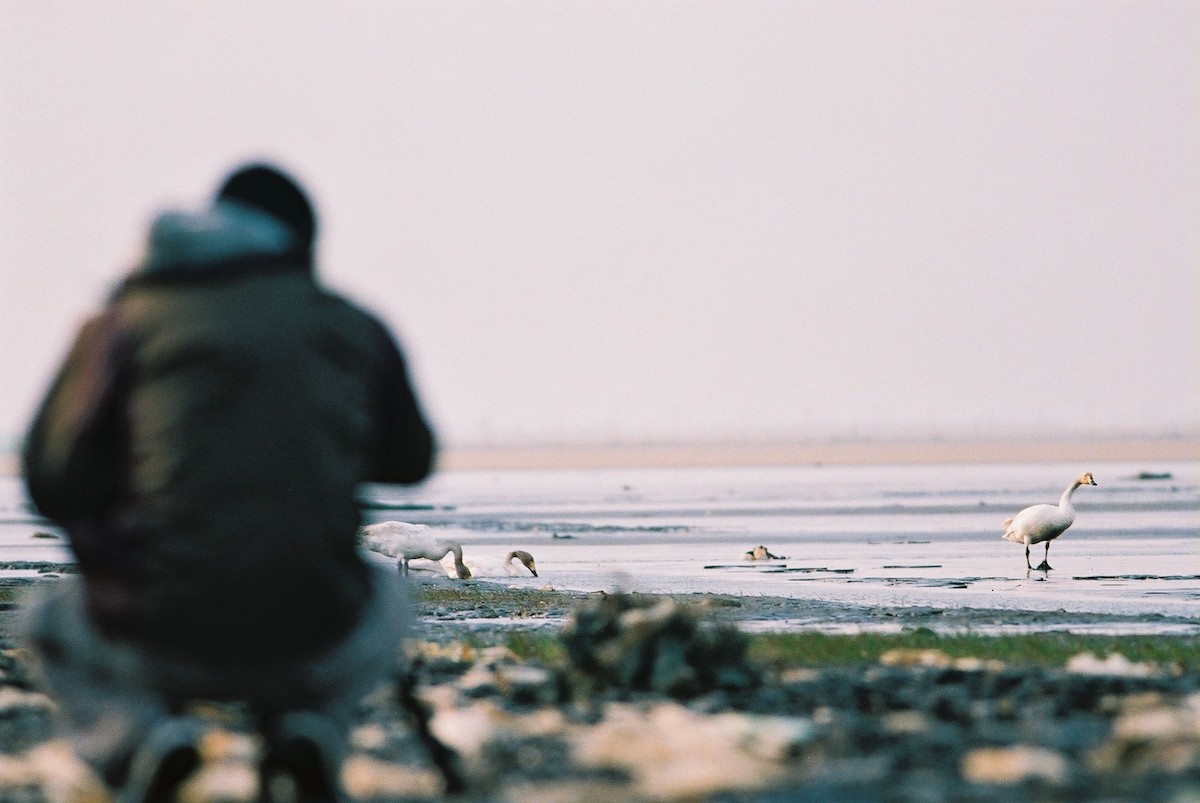 Tundra Swan - ML195371941