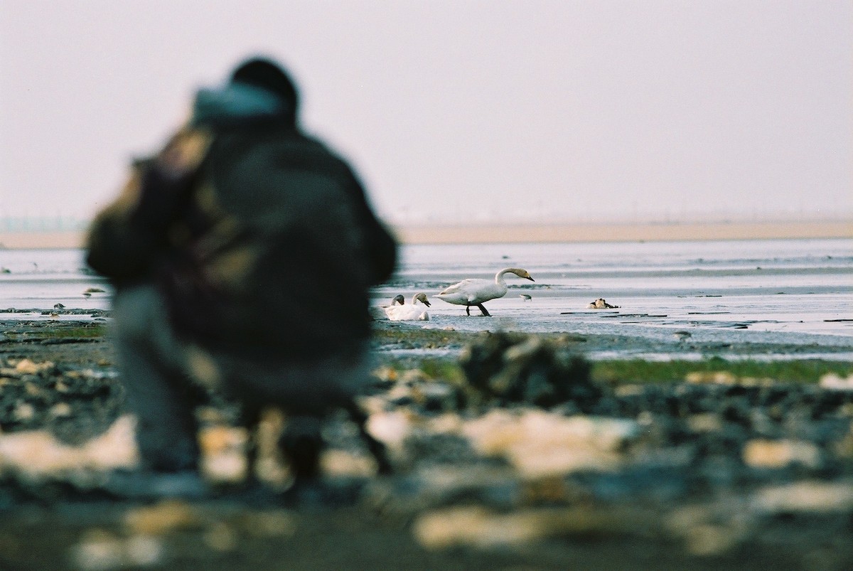 Tundra Swan - ML195371971