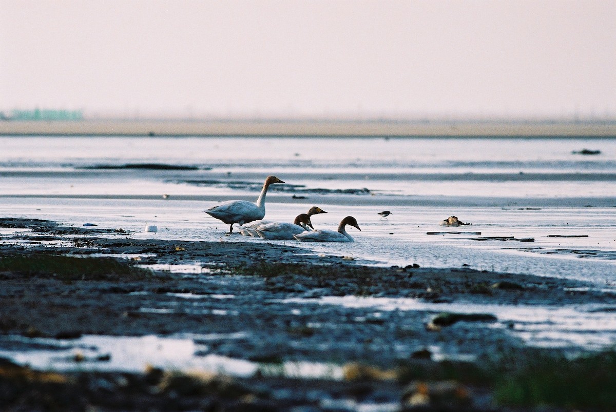 Tundra Swan - ML195372201