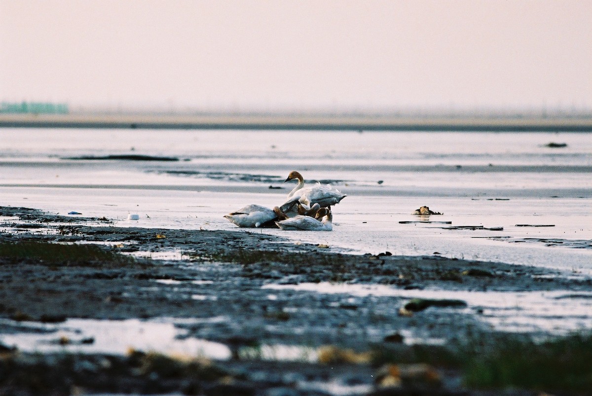 Tundra Swan - ML195372231