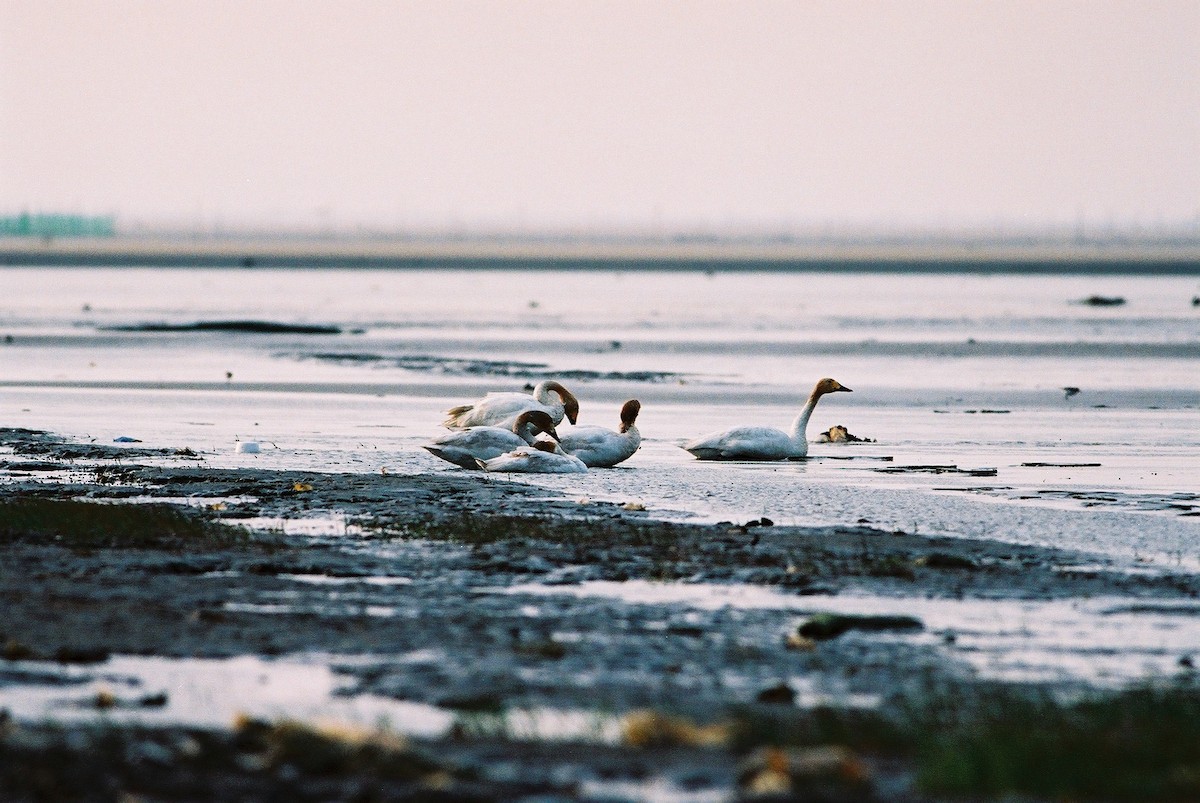 Tundra Swan - ML195372411