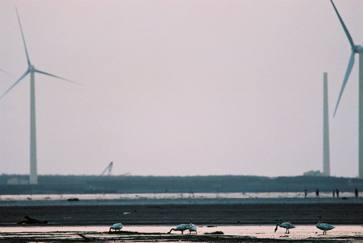 Tundra Swan - ML195372821