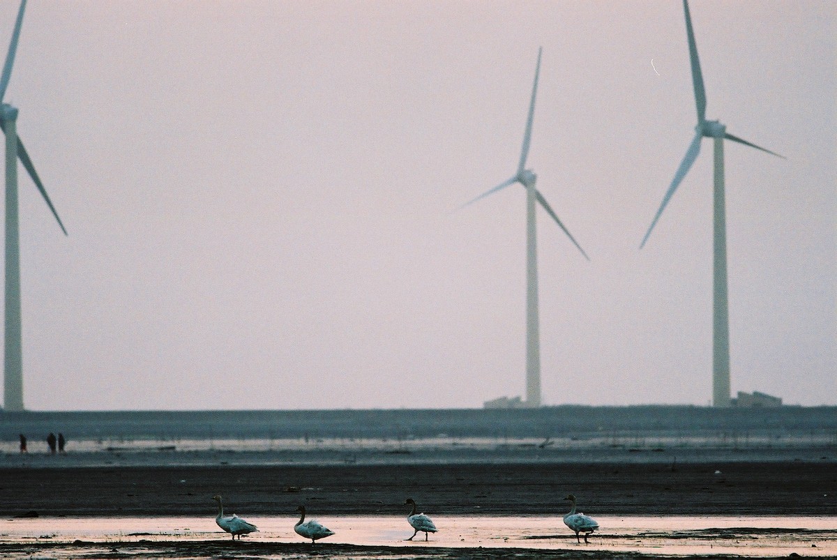 Tundra Swan - ML195372831