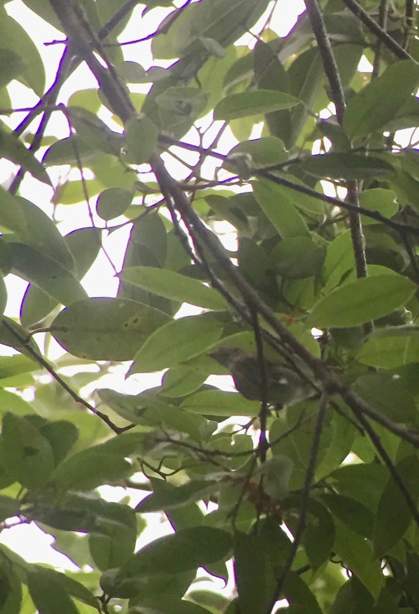 Thick-billed Flowerpecker - ML195378741