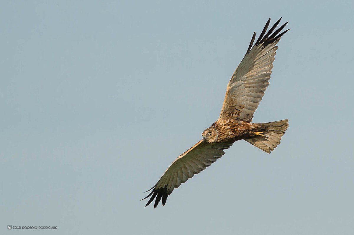 Western Marsh Harrier - Rogério Rodrigues