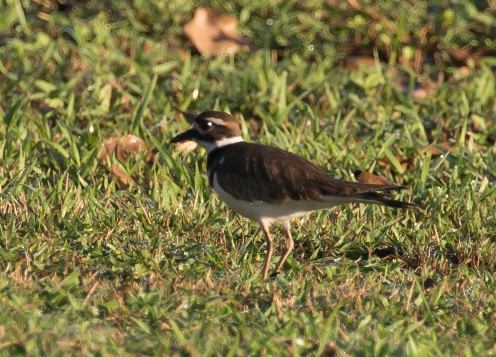 Killdeer - ML195384241