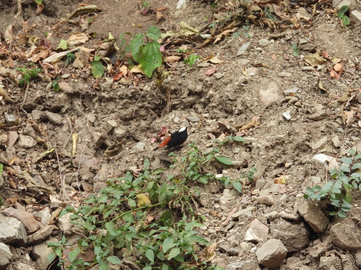 White-capped Redstart - ML195384861