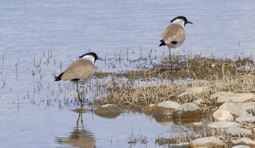 River Lapwing - ML195384961