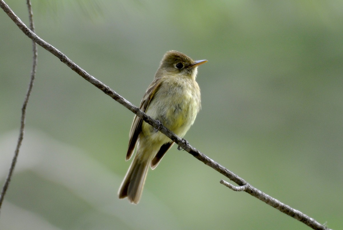 Western Flycatcher (Cordilleran) - ML195386371