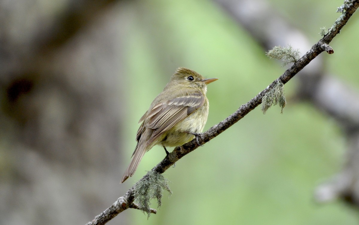 Western Flycatcher (Cordilleran) - ML195386401