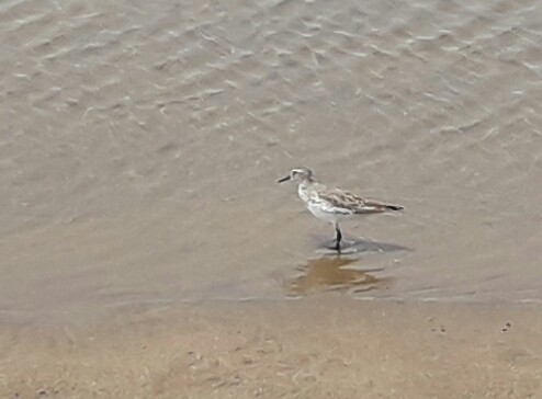 White-rumped Sandpiper - Enrique Chiurla