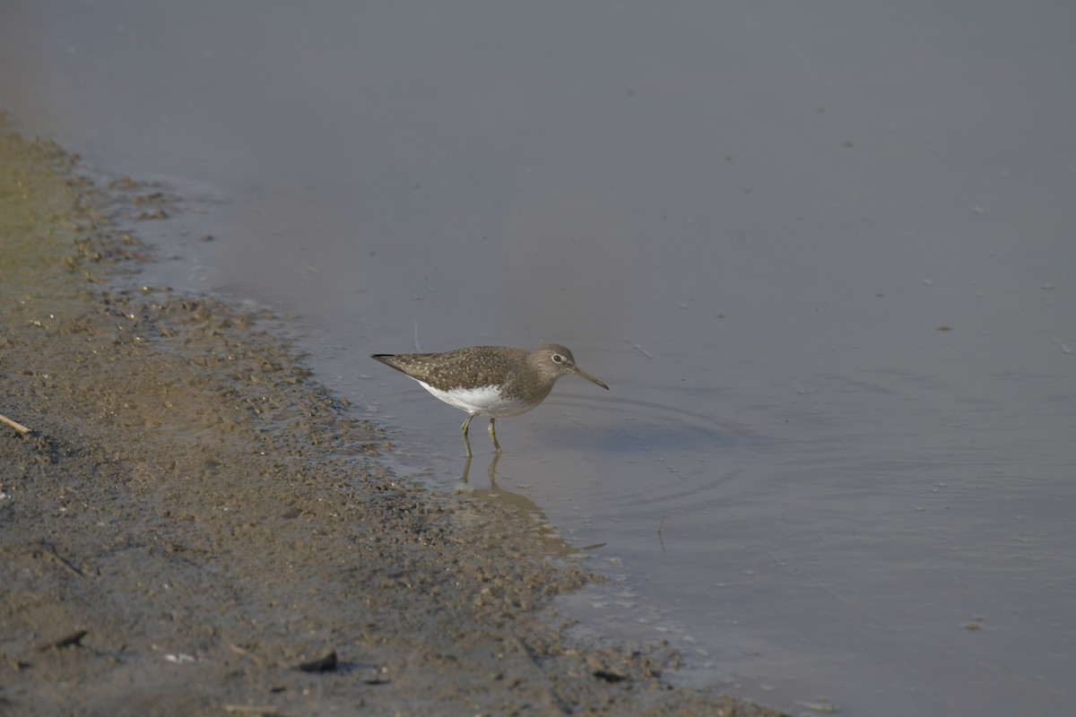 Green Sandpiper - ML195388071