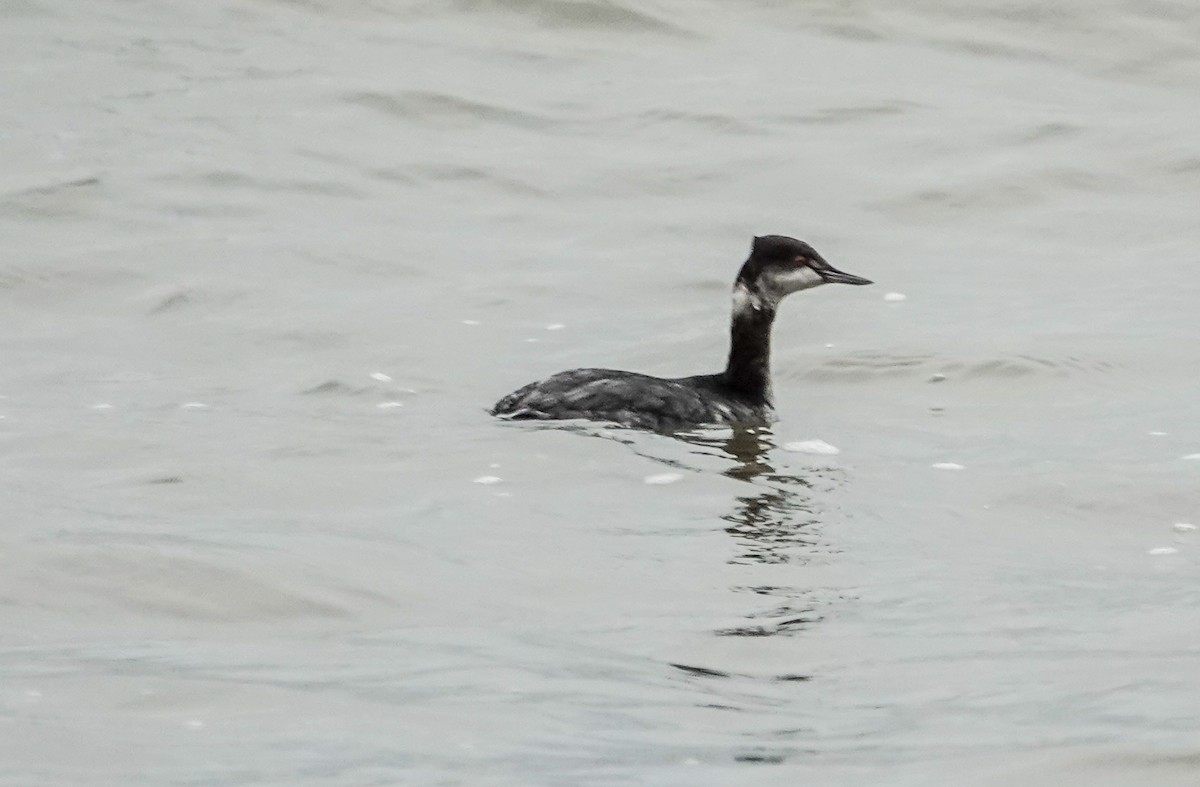 Eared Grebe - Gale VerHague