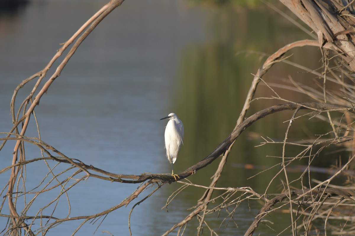 Little Egret - ML195388751