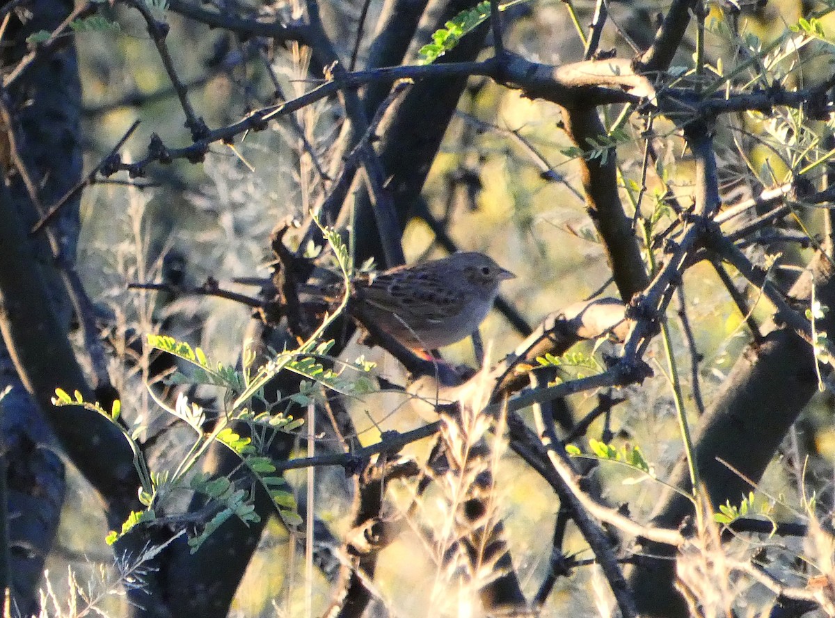 Cassin's Sparrow - Jelmer Poelstra