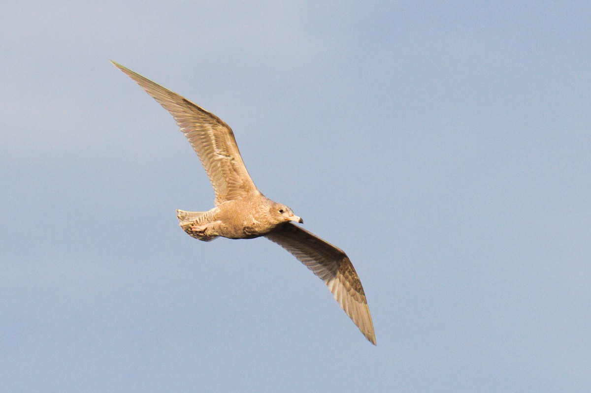 Glaucous Gull - ML195391671