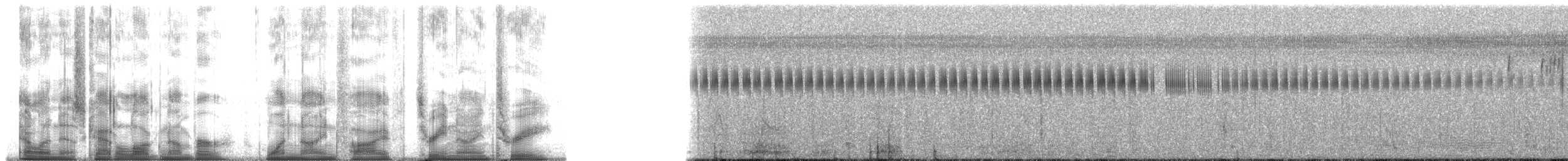 Doradite de Sclater - ML195393