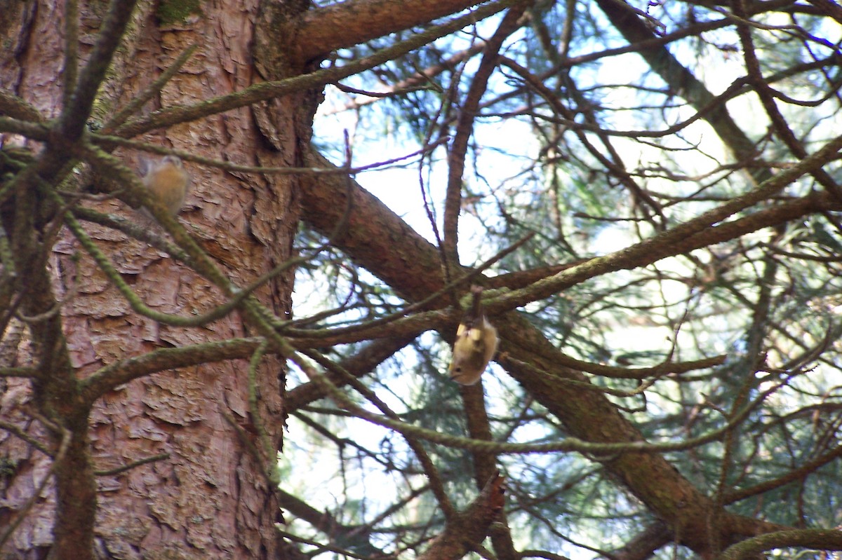 Goldcrest - ML195394651