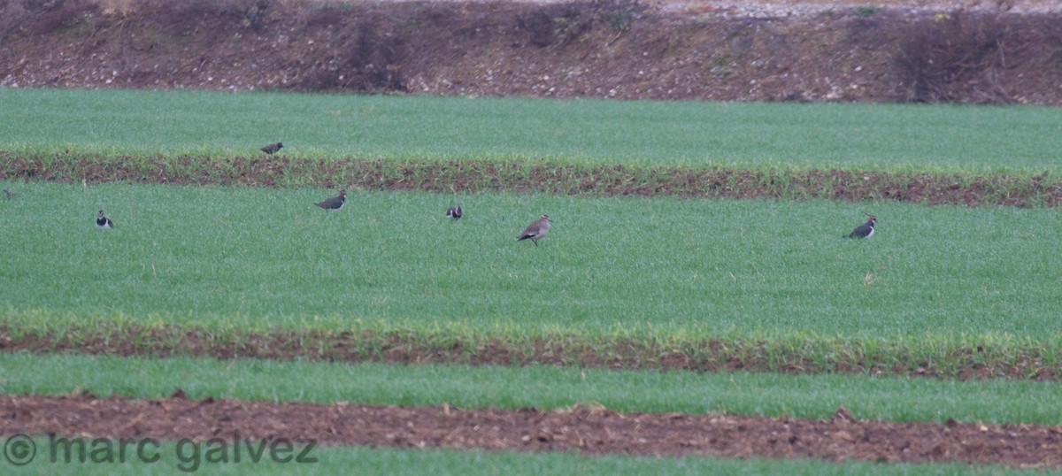 マミジロゲリ - ML195395821