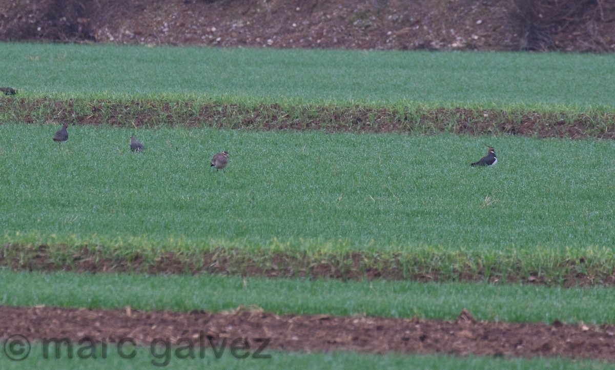 Sociable Lapwing - ML195395831