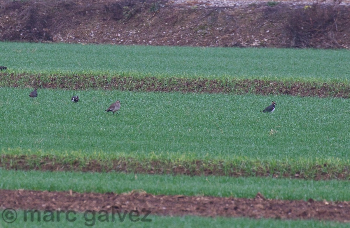 Sociable Lapwing - ML195395841