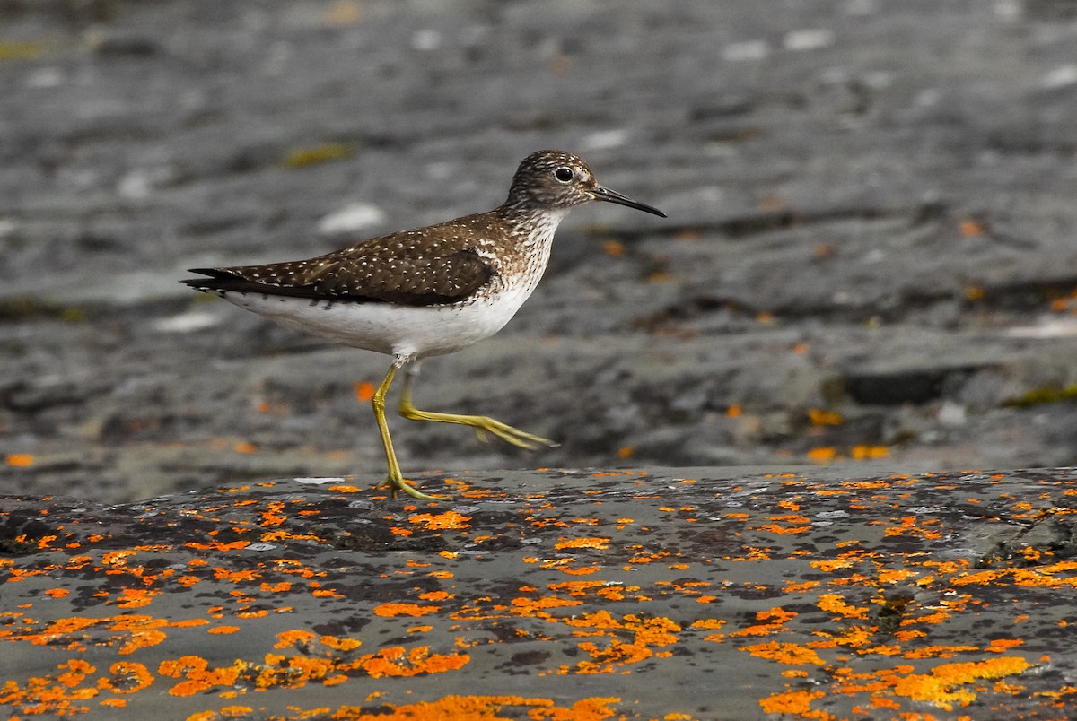 Solitary Sandpiper - ML195401781