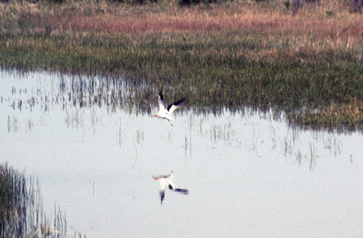 American Avocet - ML195403571