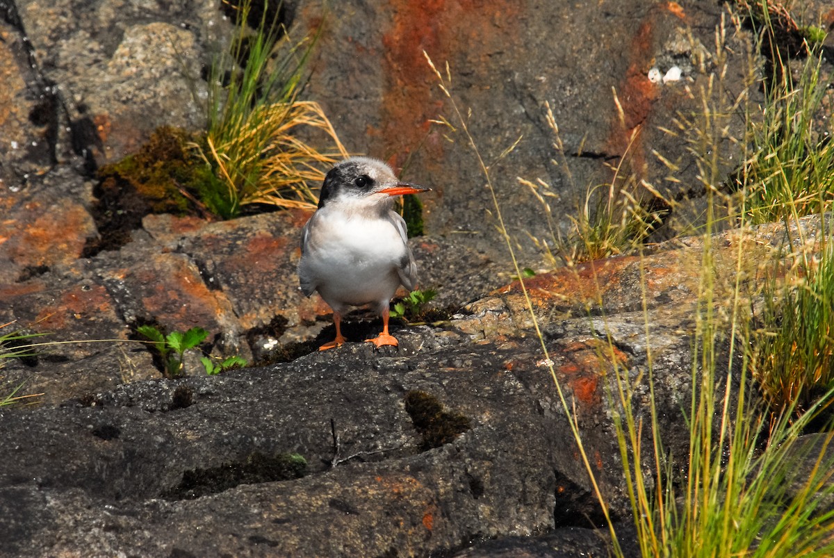 Common Tern - ML195405671