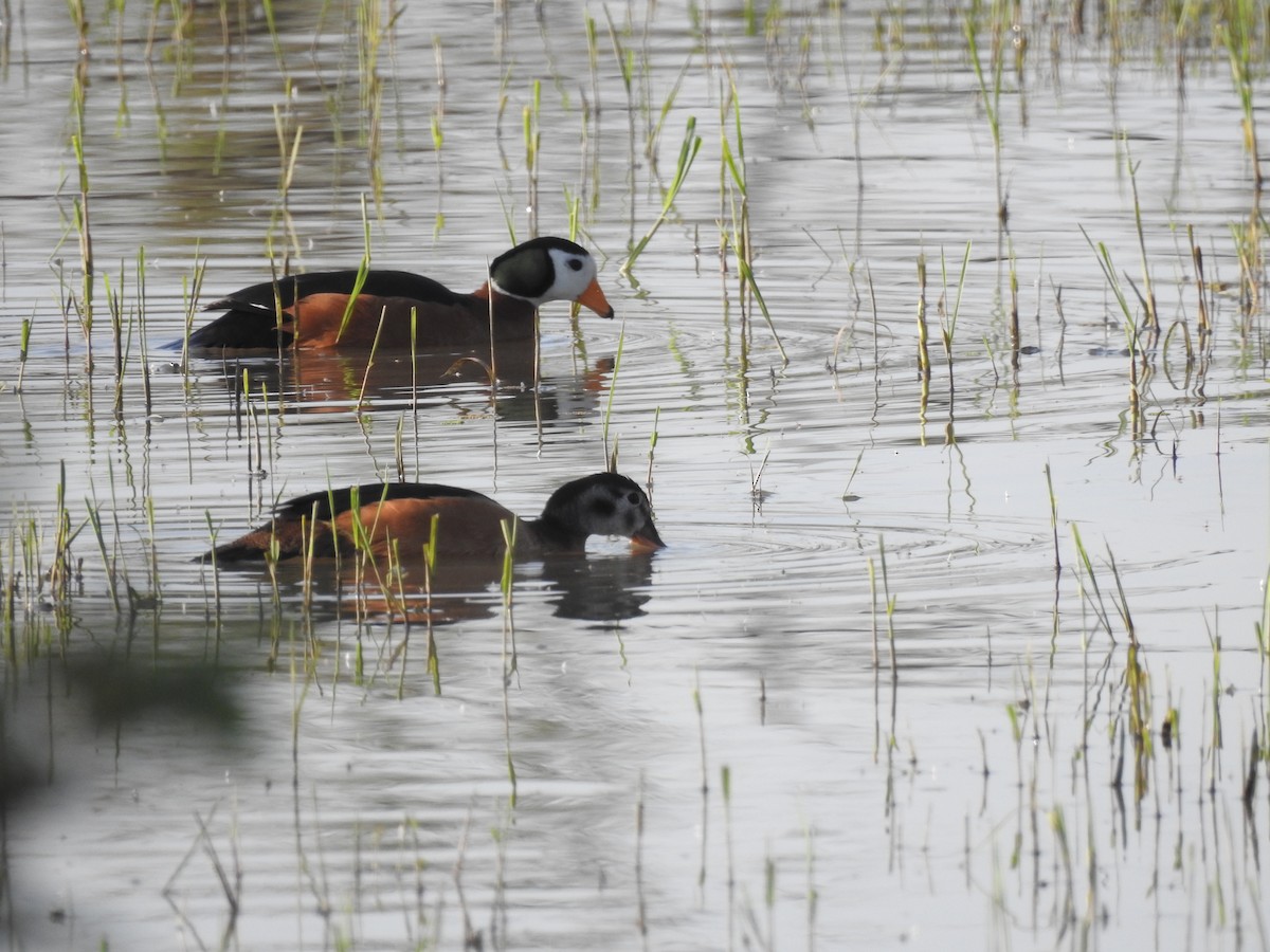 African Pygmy-Goose - ML195405951