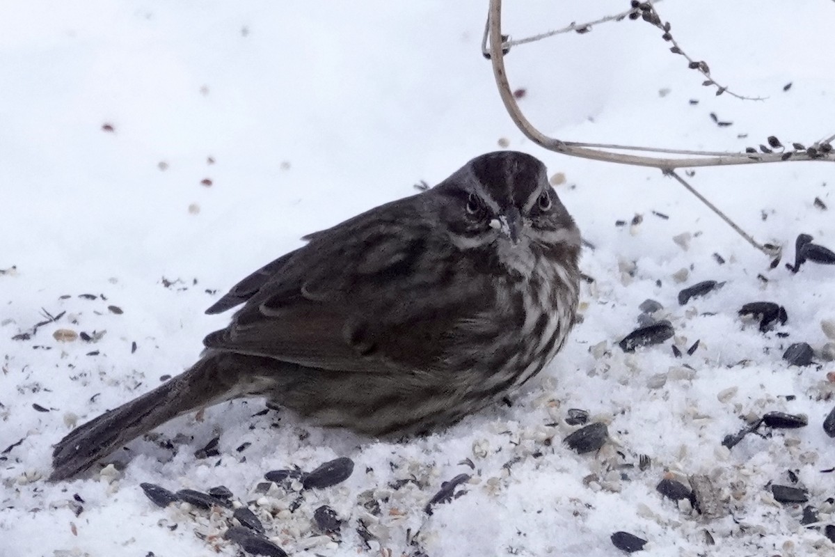 Song Sparrow - ML195409851