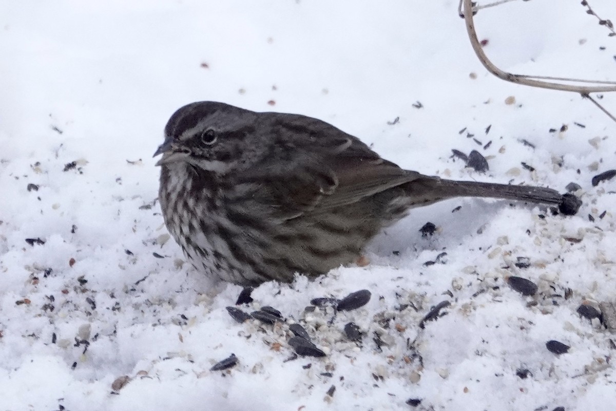 Song Sparrow - ML195409871