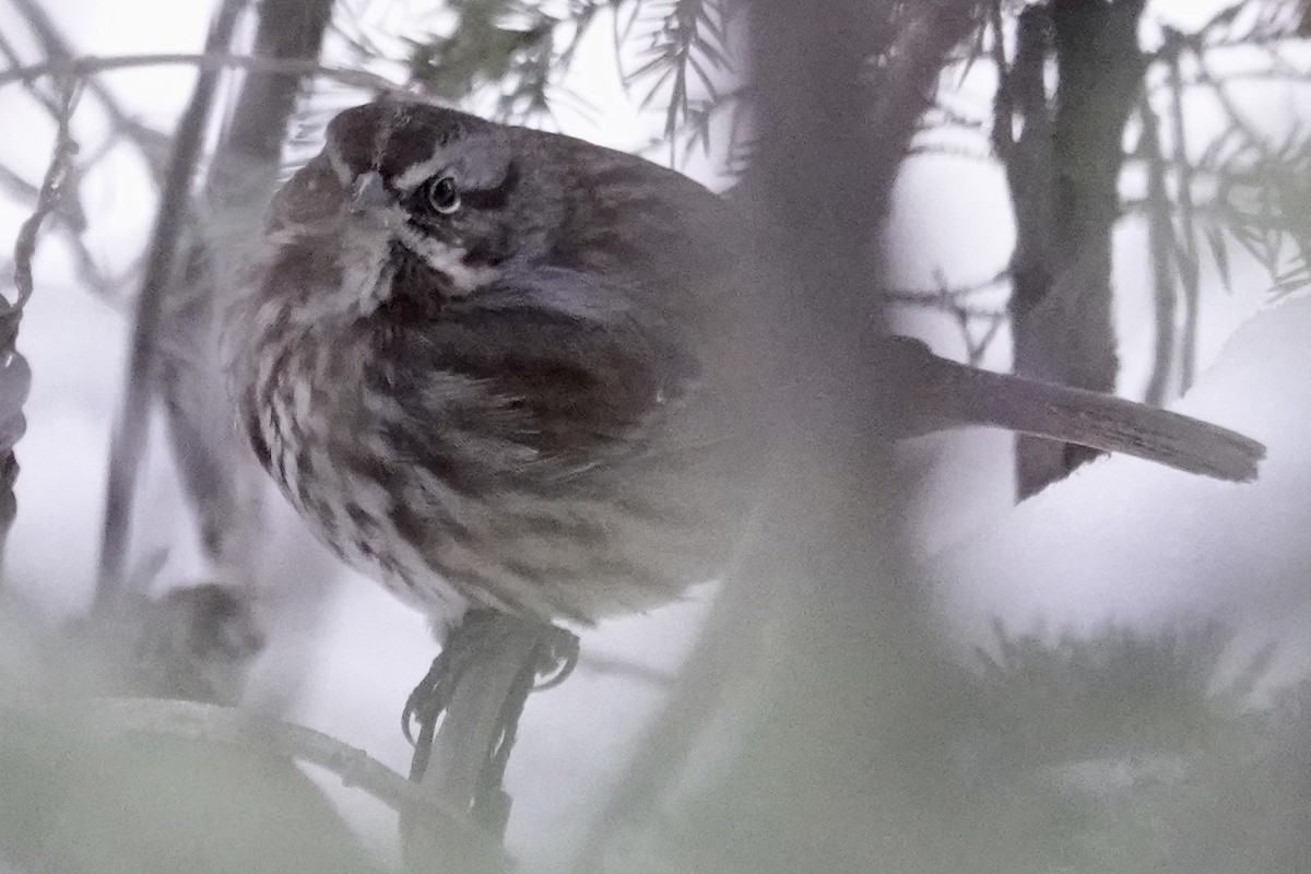 Song Sparrow - ML195409971