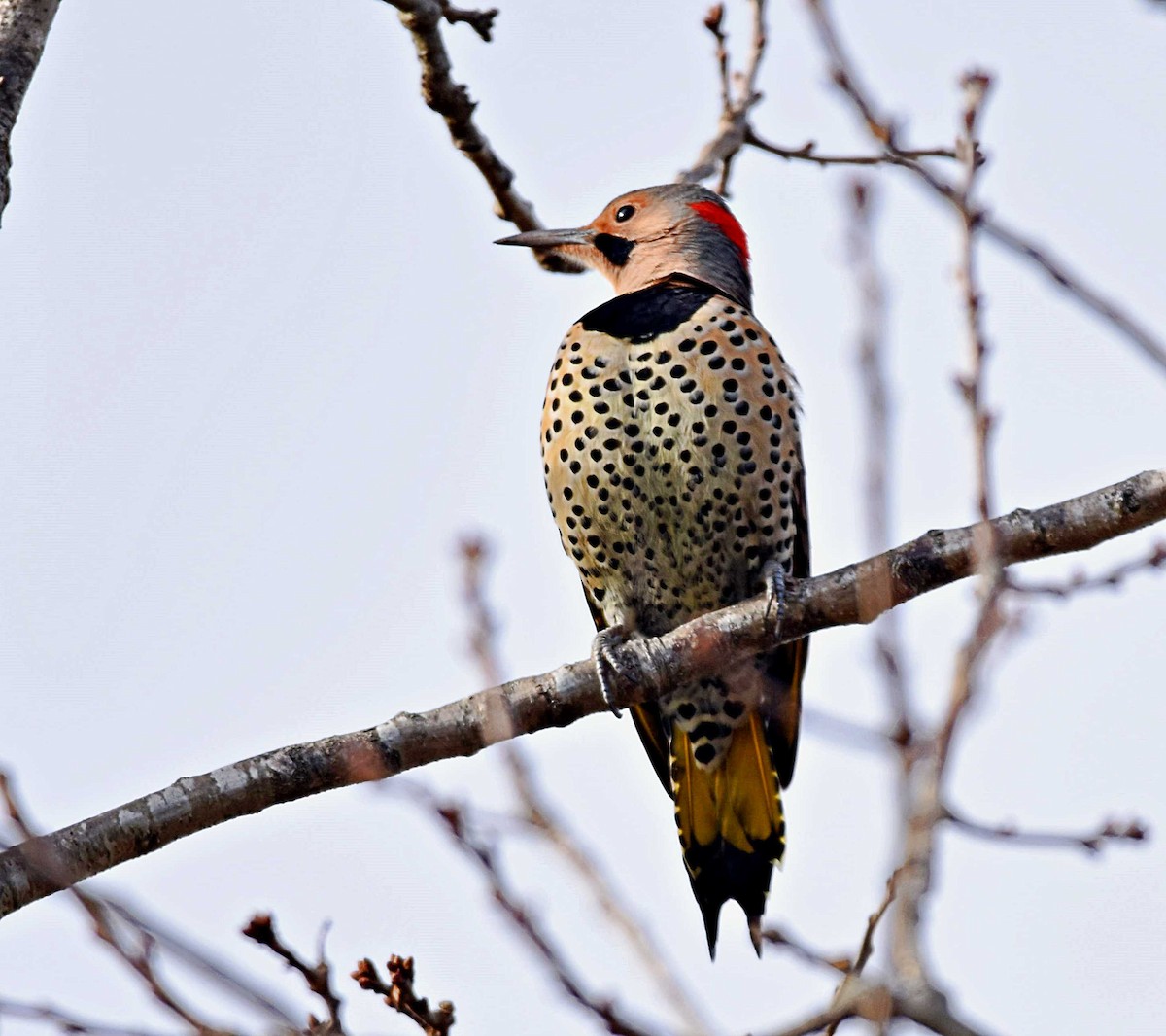 Northern Flicker - ML195410631