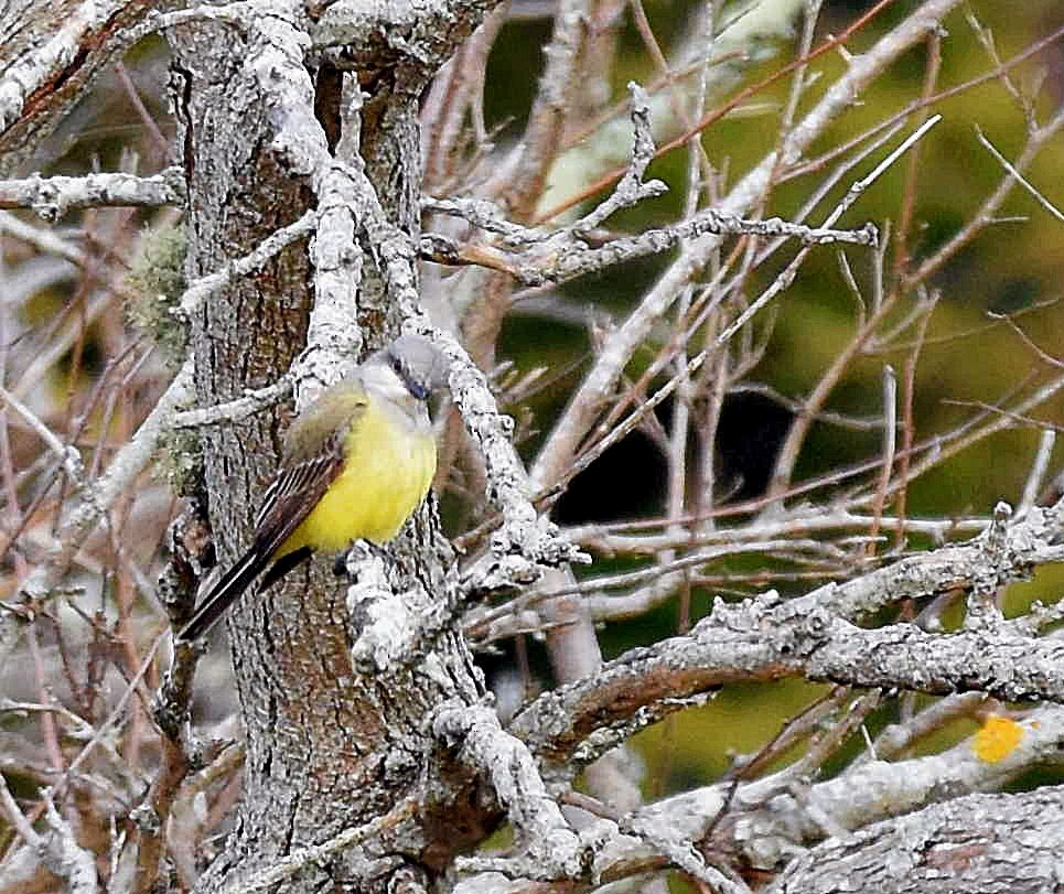 Western Kingbird - ML195410641