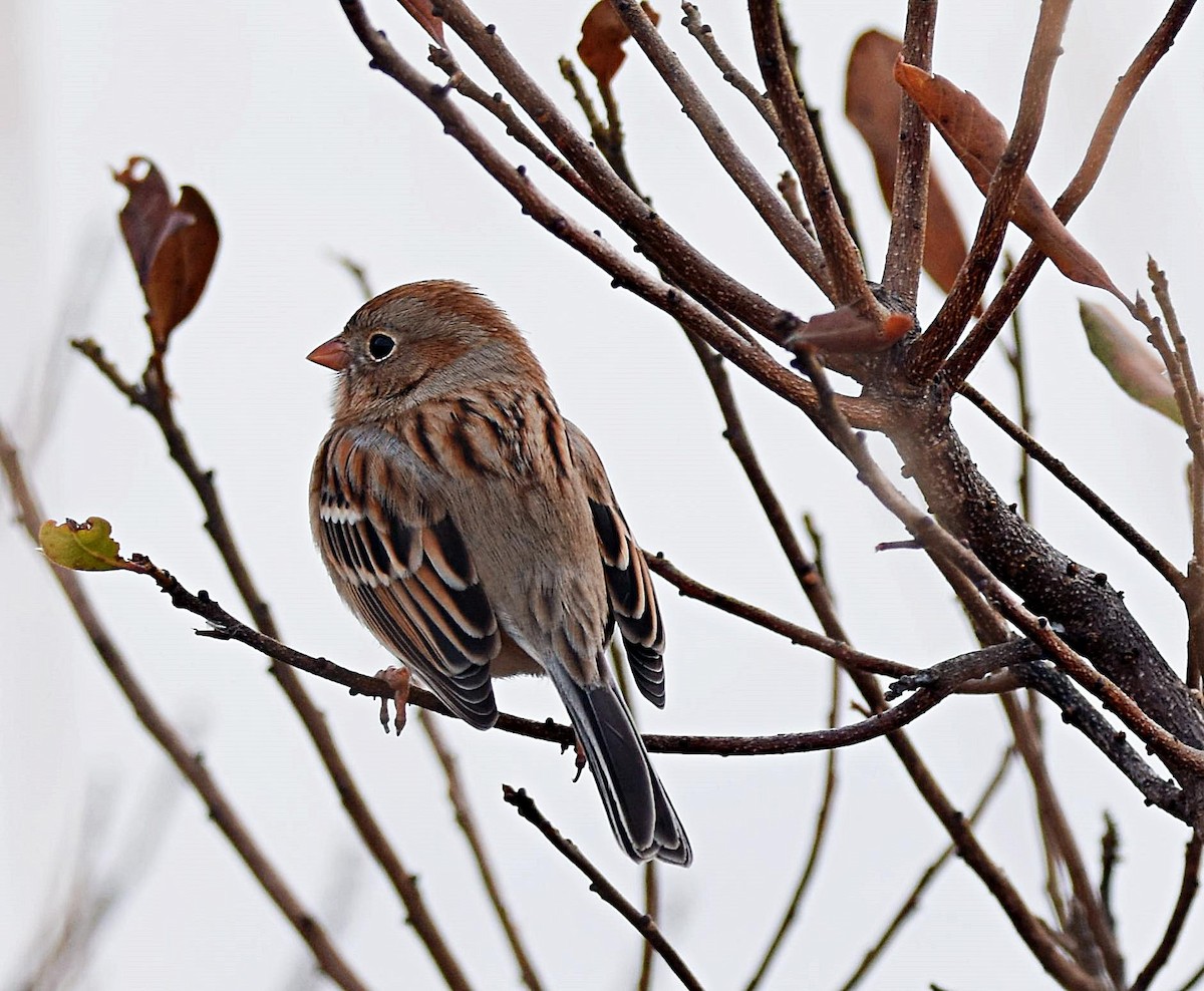 Field Sparrow - ML195410701