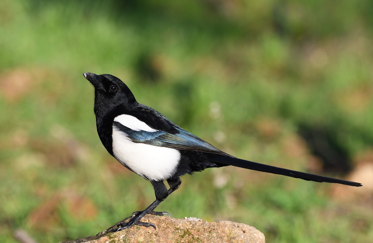 Eurasian Magpie - Paulo Martins