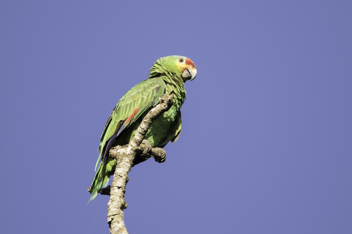 Red-lored Amazon - ML195412201