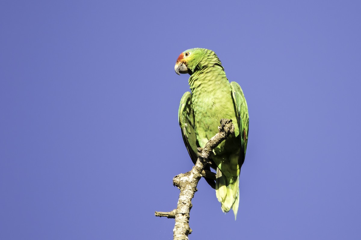 Red-lored Amazon - ML195412231