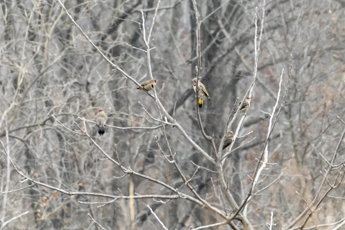 Northern Flicker - ML195413211