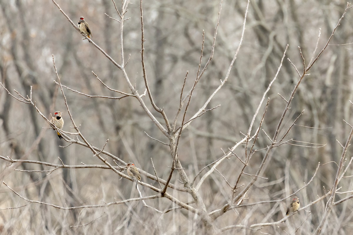 Northern Flicker - ML195413541