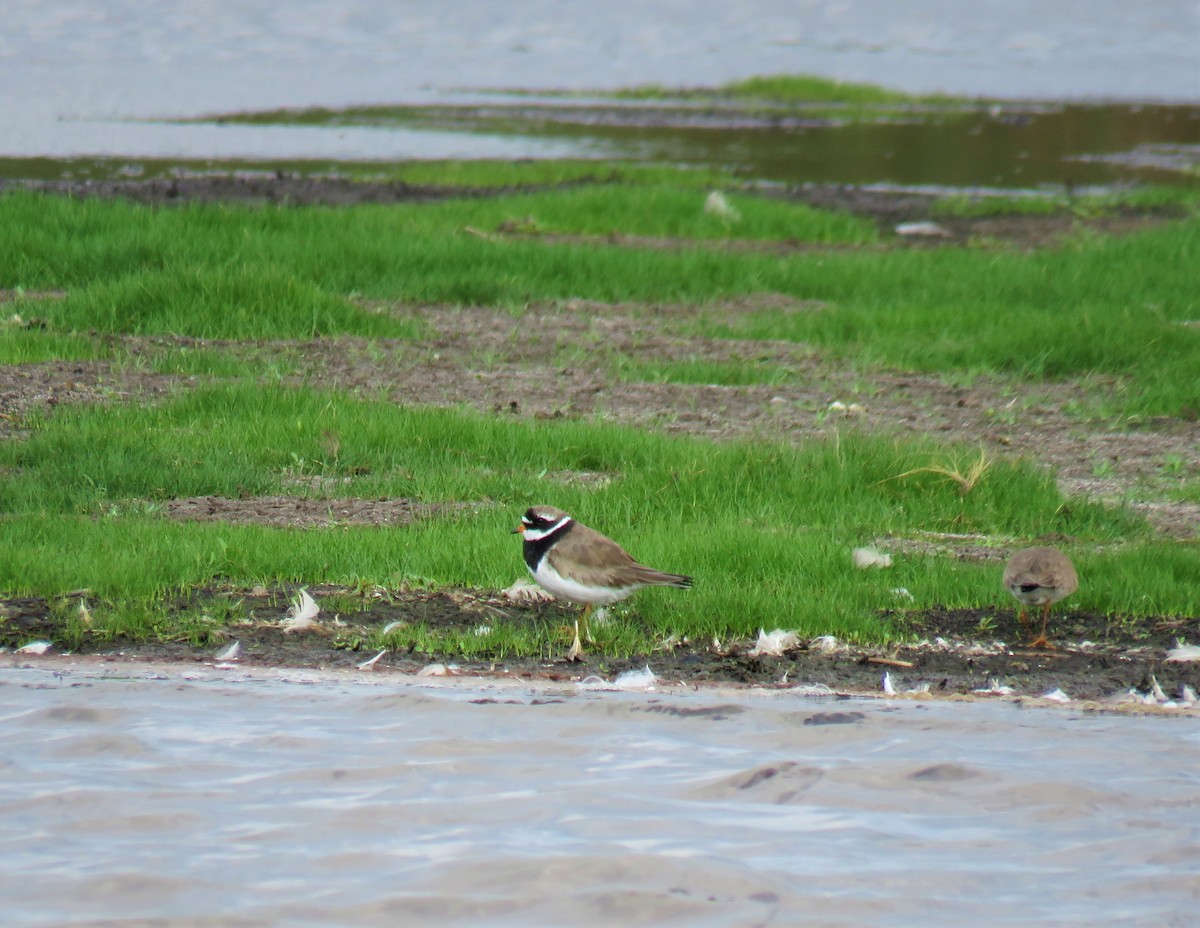 Common Ringed Plover - ML195413851