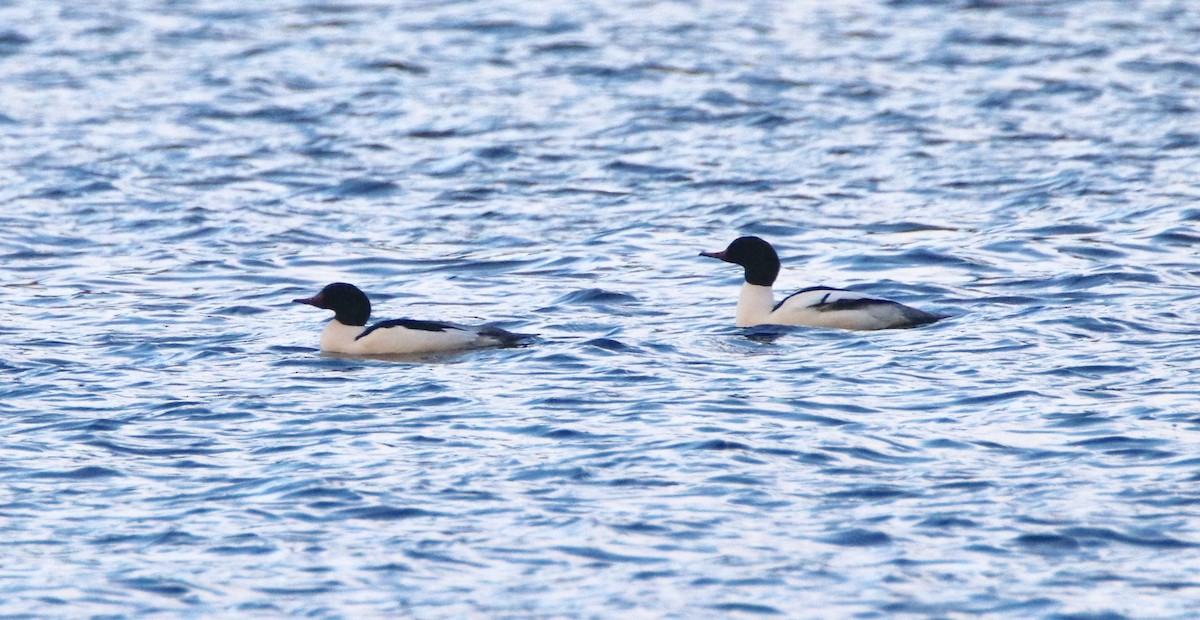 Common Merganser - ML195416201