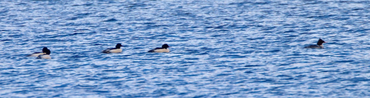 Common Merganser - ML195416221