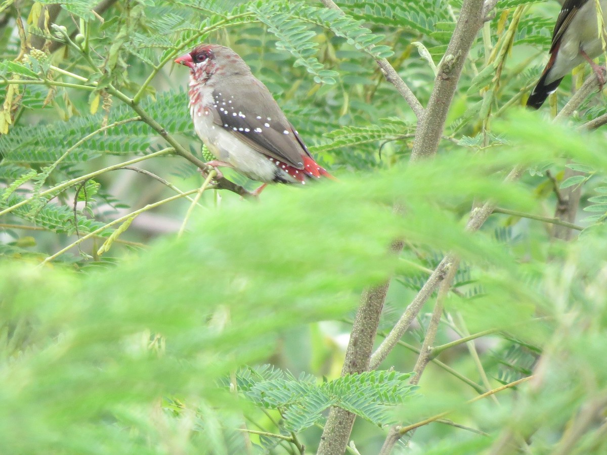 Bengali rouge - ML195416621