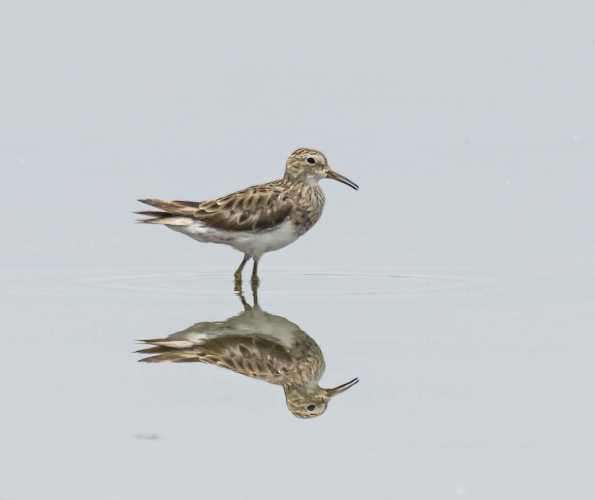 Pectoral Sandpiper - ML195419011